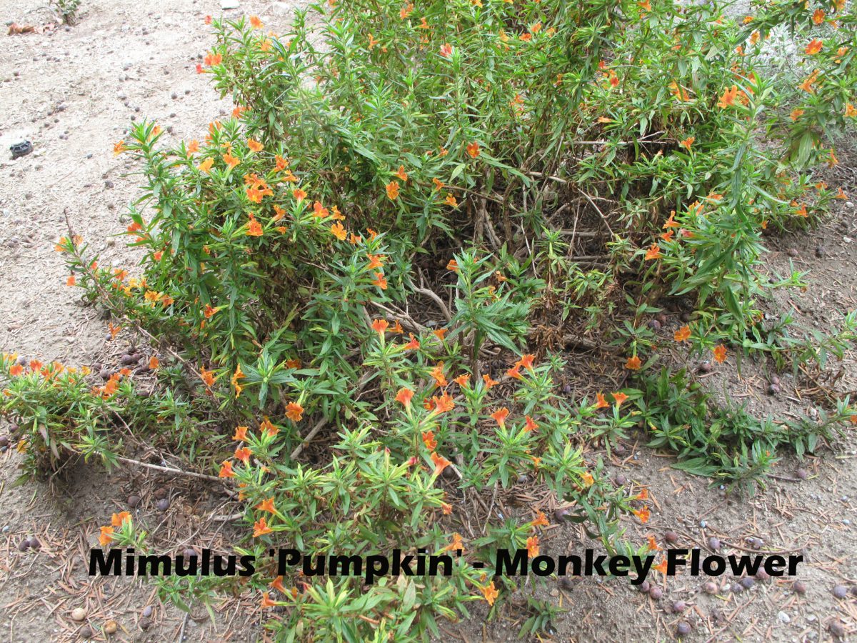 cat-347-Scott-Mimulus-Pumpkin-Orange-Monkey-Flower
