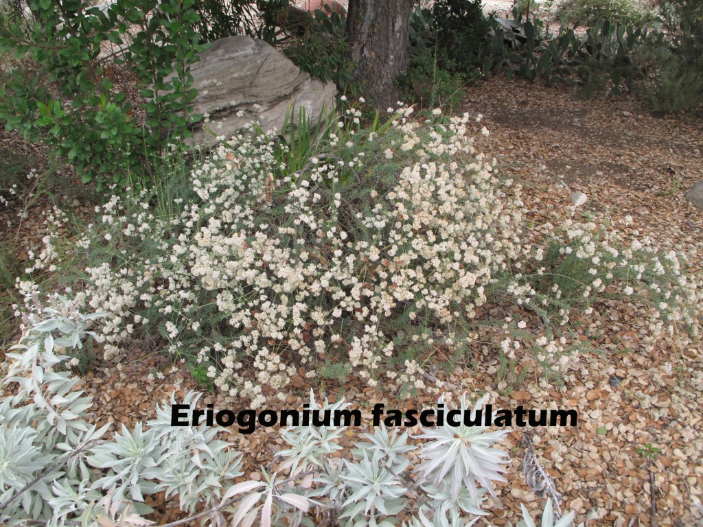 cat-351-Strip-Eriogonium-fasciculatum