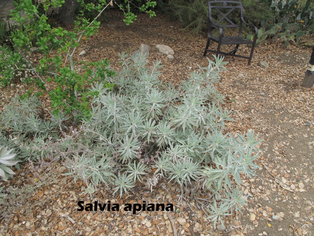 cat-353-Strip-Salvia-apiana