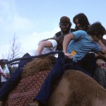 Kohoutek 1975 - Camel rides