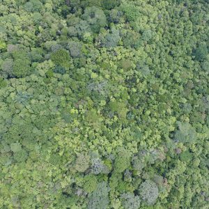 Aerial photo of trees in a Costa Rican rain forest.