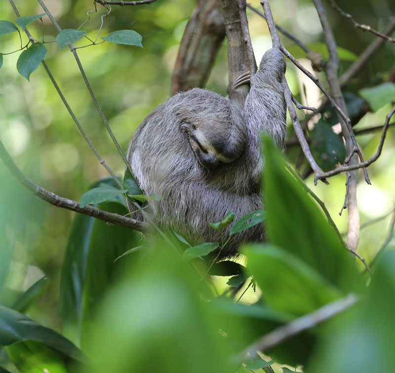 Sloth in a tree at the Firestone Center in Costa Rica
