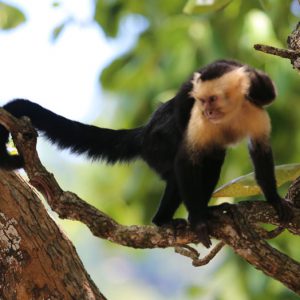 Monkey in a tree at the Firestone Center in Costa Rica