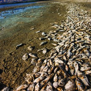 Salton Sea and dead fish
