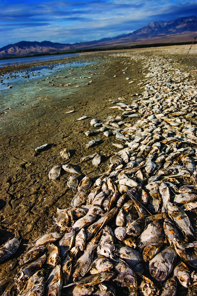 Salton Sea and dead fish