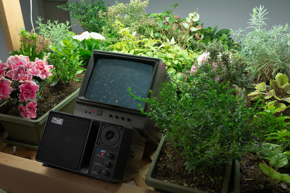 Close-up of video monitor and plants in the Nichols Gallery.