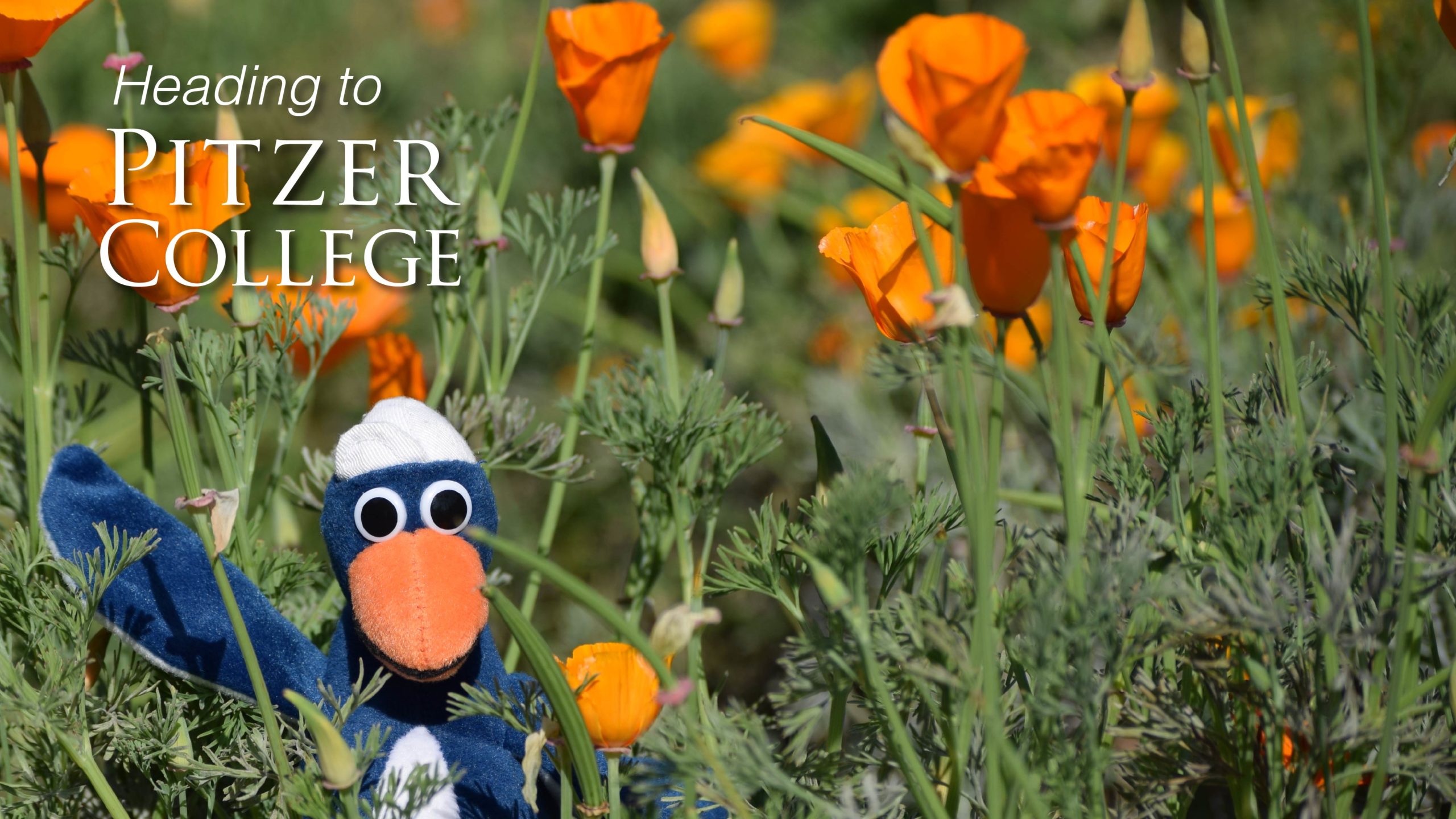 I'm going to Pitzer College!