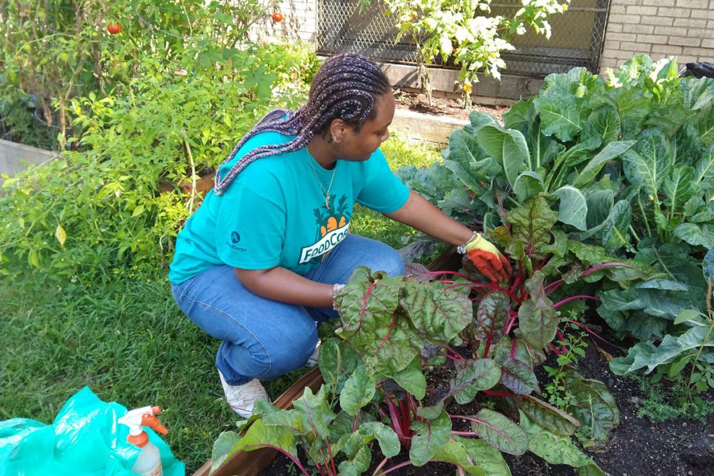 Yaquana Williams kneels in front of a garden of leafy green plants as she reaches out to tend ot them. She is wearing blue jeans and a blue T shirt with the FoodCorps logo.