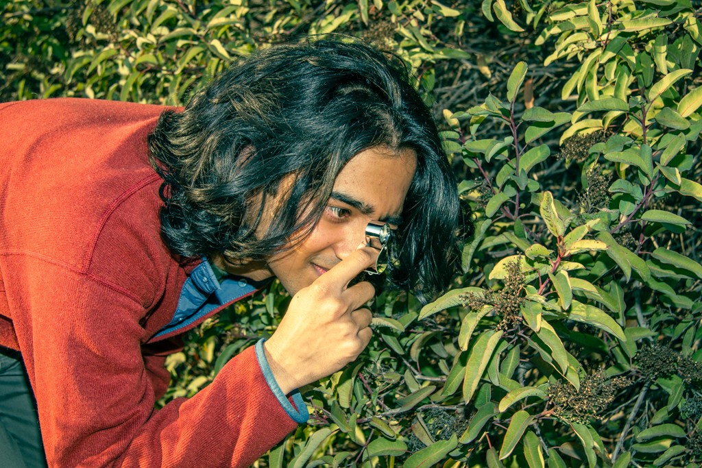 Tommy Shenoi crouches down as he holds up a small silver eyeglass to observe the seeds on a green bush. He wears a red sweatshirt and has shoulder-length straight black hair.