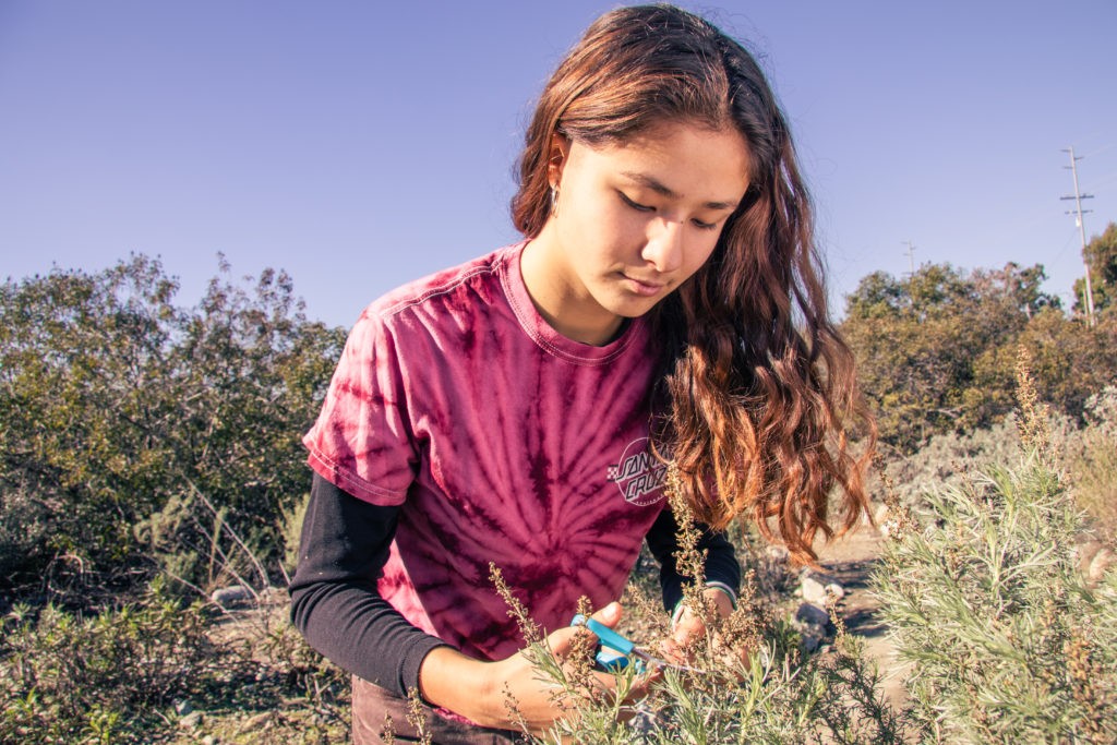 Zoë Wong-VanHaren leans over a bush as she cuts a branch of sets with blue scissors. She has long wavy brown hair and wears a pink and maroon tie-dye T-shirt over a long-sleeved black shirt. Behind her is the Outback’s coastal sage scrub and a pale blue sky.