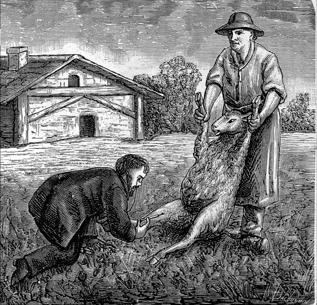 A black and white line drawing of a farmer holding up the forelegs of a sheep as a suited man wearing a monocle leans down on his knees and injects a vaccine on one of the sheep's back legs.