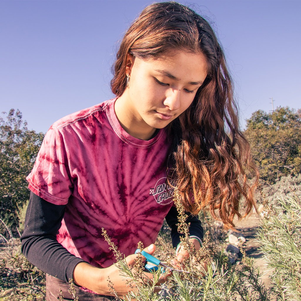Zoë Wong-VanHaren leans over a bush as she cuts a branch of sets with blue scissors. She has long wavy brown hair and wears a pink and maroon tie-dye T-shirt over a long-sleeved black shirt. Behind her is the Outback’s coastal sage scrub and a pale blue sky.