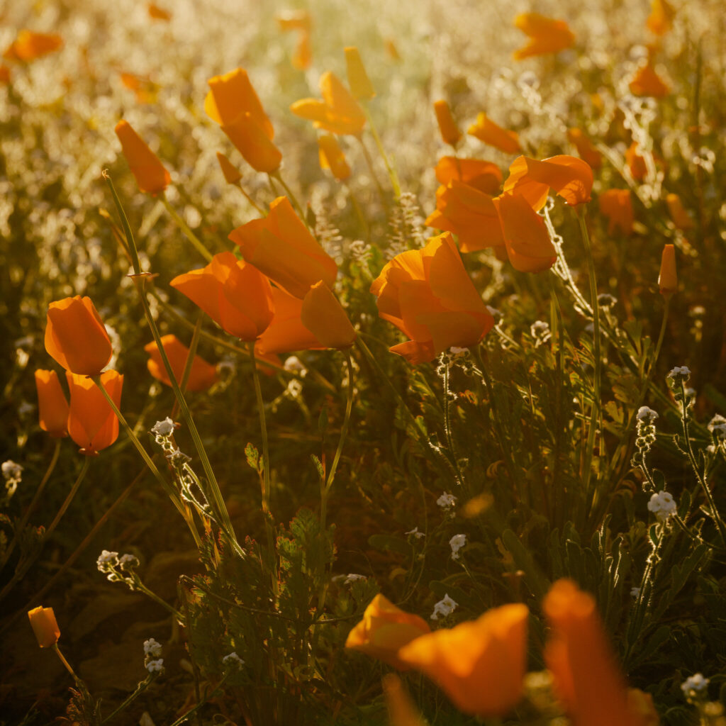 A closeup of a field of California golden poppies in hazy sunlight.