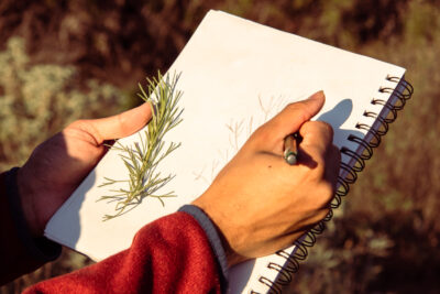 A closeup of two hands as someone sketches a pencil drawing of a spindly green leaf in a spiral sketchbook.