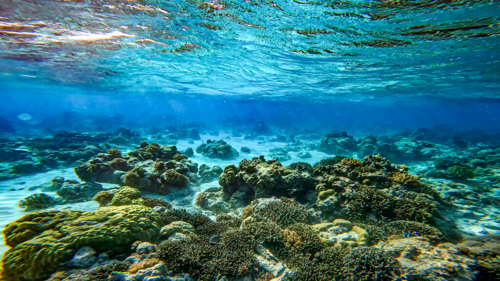 An underwater landscape photo of the deep blue water and the yellow coral reefs in Sibuyan.