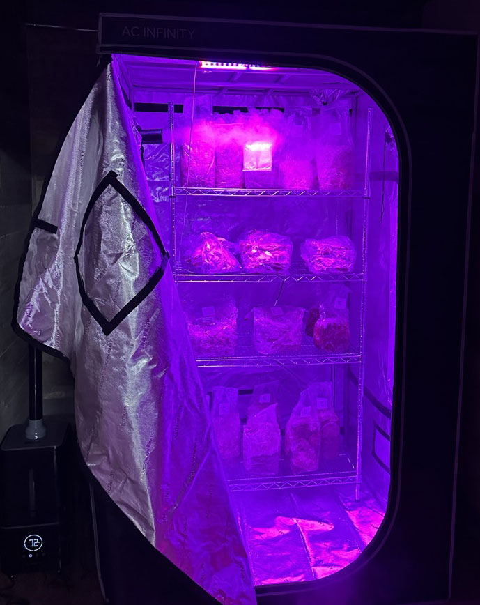 A silver fabric is peeled back to reveal mushrooms inside an AC Infinity unit. Bags of mushrooms sit on a metal shelf inside the unit and are bathed in pink and purple light. 