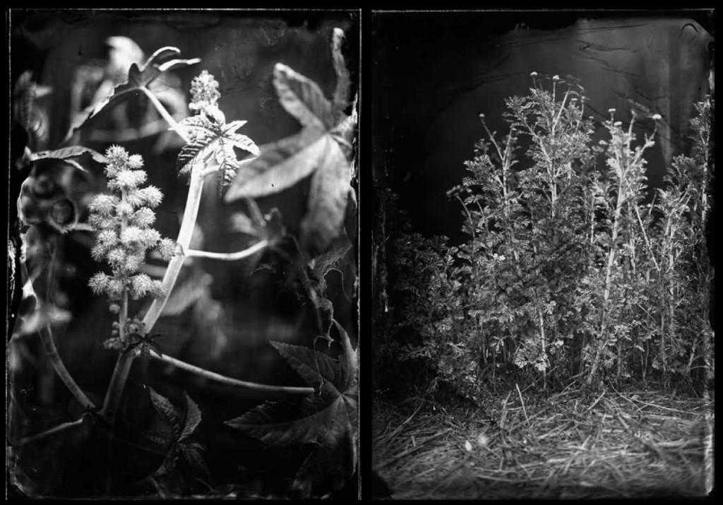 LEFT: Castor (2008/2012) | Fiber-based silver gelatin hand-printed photograph (from ambrotypes) | 33.5 x 25.2 inches | Edition of 3/5. RIGHT: Chrysanthemum (2008/2012) | Fiber-based silver gelatin hand-printed photograph (from ambrotypes) | 23.6 x 17.3 inches | Edition of 3/5.