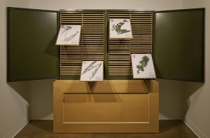 Jenny Yurshansky - Herbarium