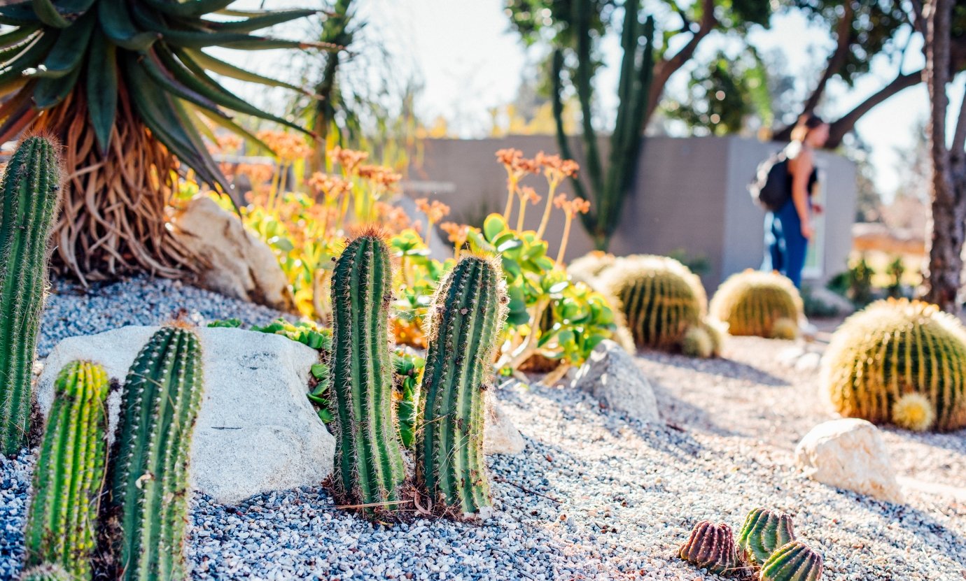 Cactus & Natural Plants on campus