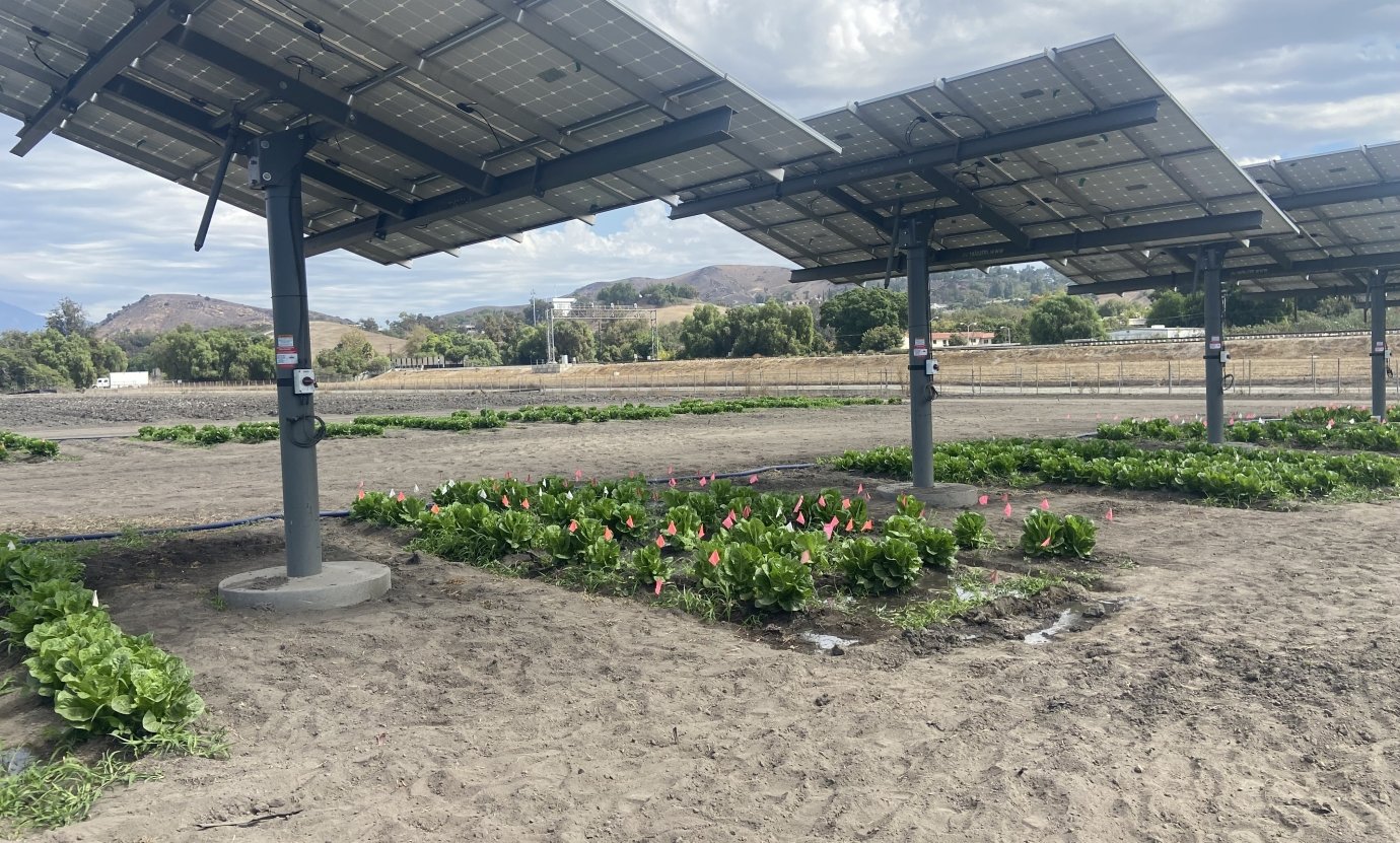 First commercial crop agrivoltaics  research site in Southern California. Agrivoltaics can improve labor conditions, and allow crops to survive a hotter, drier climate.