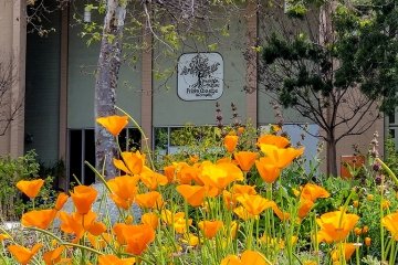 A view of blooming california poppies in front of scott hall