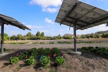 rows of lettuce grow under two solar panels at the Spadra farm at Cal Poly Pomona