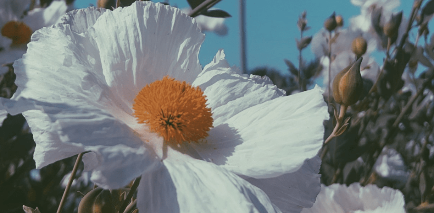 Romneya Scott Hall flowers