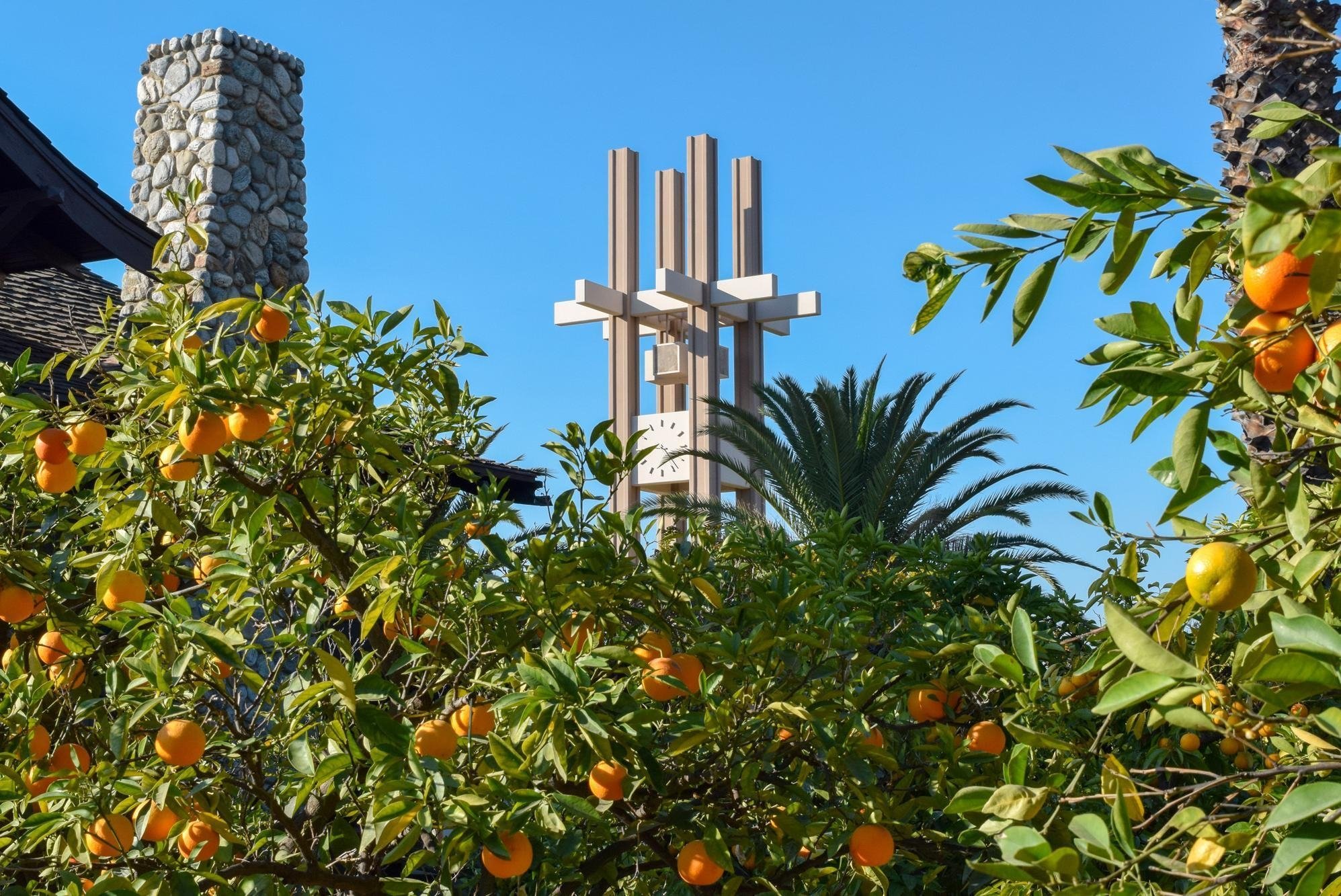 the pitzer clock tower peaks out above the orange trees at the grove house