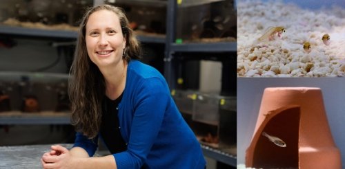 A photo collage featuring Tessa Solomon-Lane next to the fish she studies.