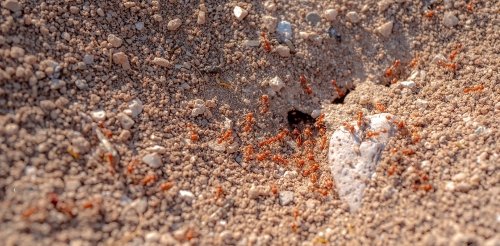 Ants crawl out of an anthill