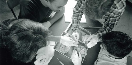 an overhead view of three student dissect a brain with a professor