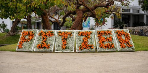orange and white flowers spelling out Pitzer in front of trees