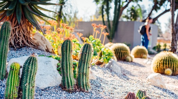 Cactus & Natural Plants on campus