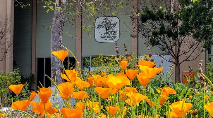 A view of blooming california poppies in front of scott hall