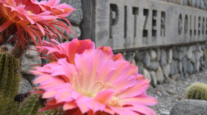 two cactus bloom bright pink flowers next to the stone pitzer sign in front of Broad Center