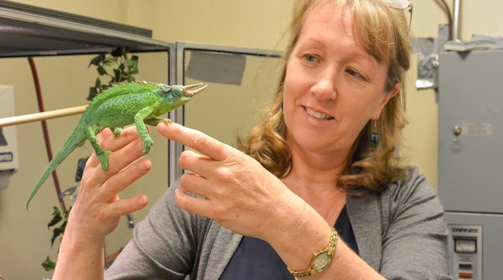 Professor Marion Preest lifts a lizard out of a terrarium