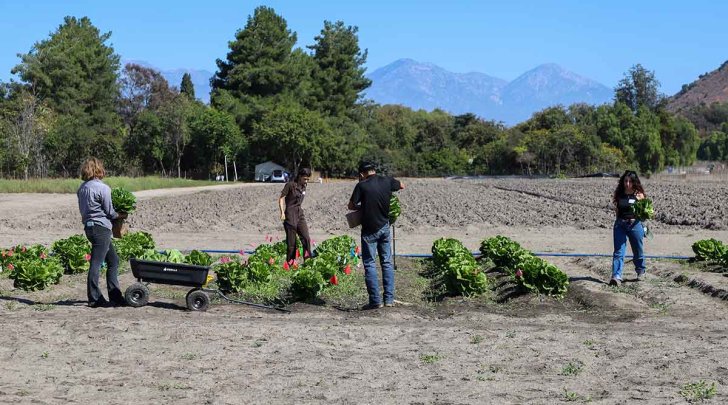 students walk among rows of lettuce