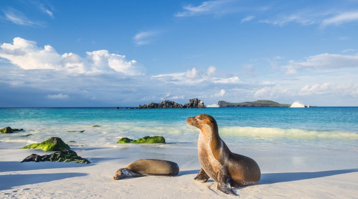 Seal on the beach