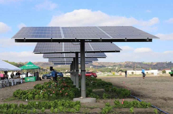 solar panels against a blue sky with crops growing in their shadows