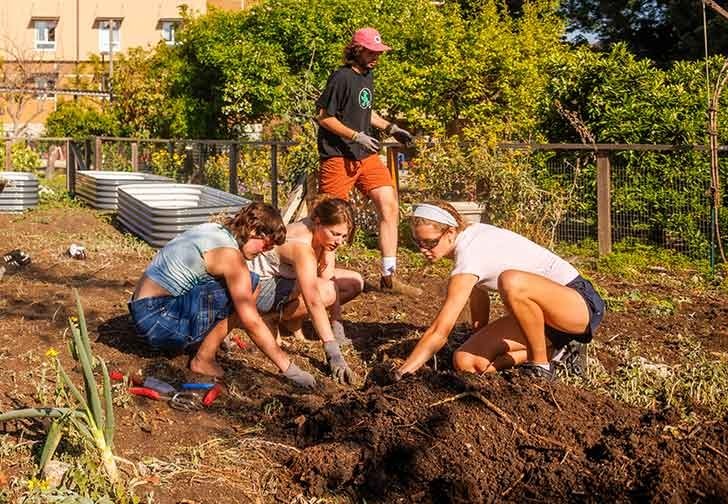 four students work in the pitzer garden