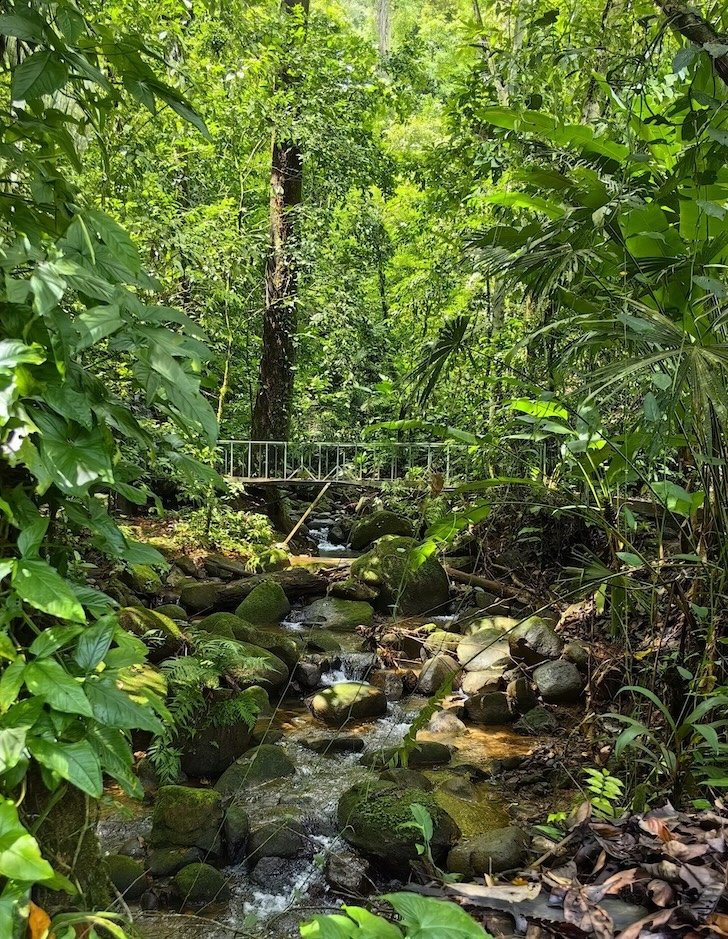Bridge over stream in forest
