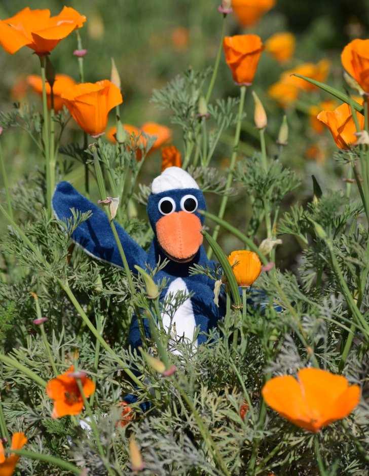Cecil in flowers