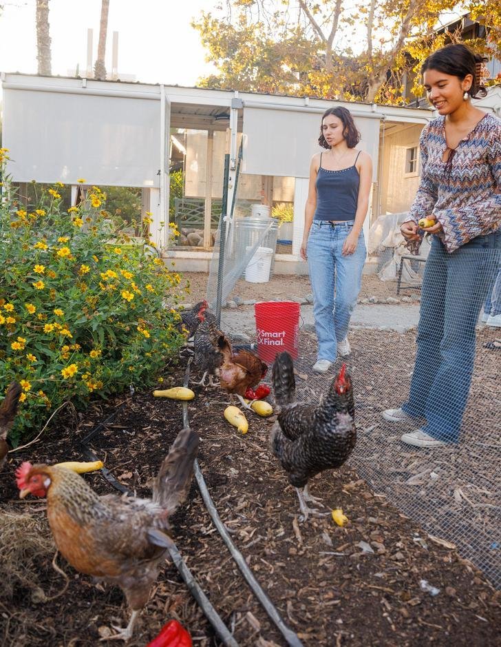 two students feed the grove house chickens