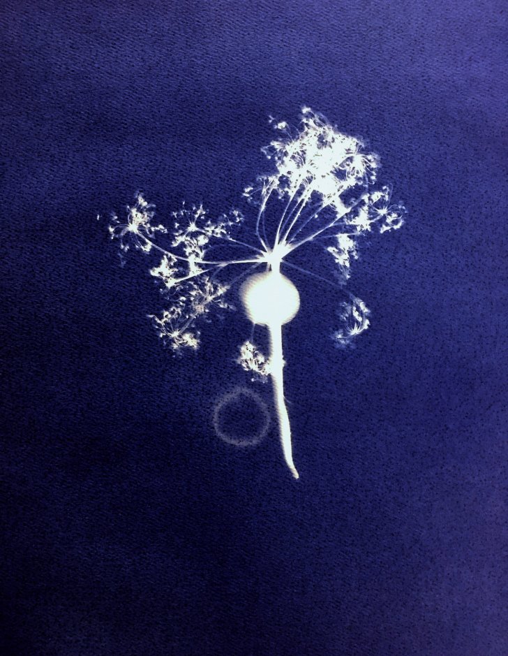 Blue and white cyanotype image of mushroom and plant