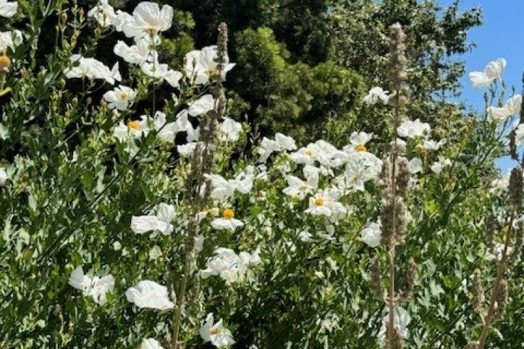 white flowers