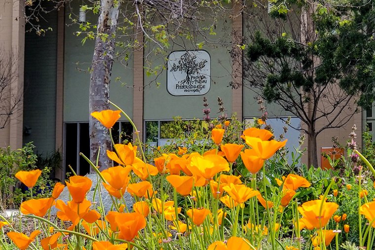 A view of blooming california poppies in front of scott hall