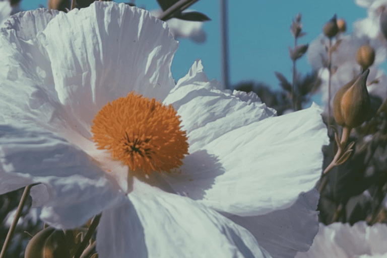 Romneya Scott Hall flowers
