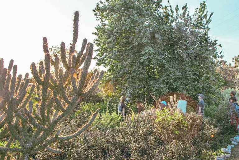 students take a tour of the outback vegetation