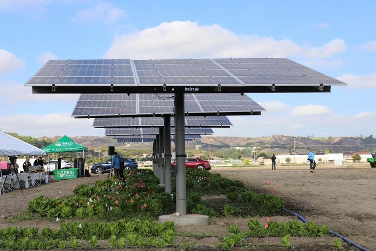 solar panels against a blue sky with crops growing in their shadows
