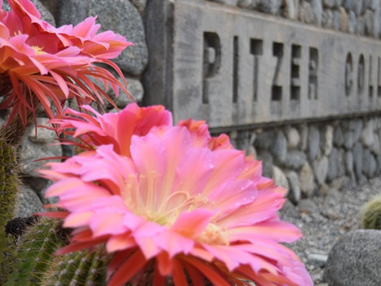 two cactus bloom bright pink flowers next to the stone pitzer sign in front of Broad Center